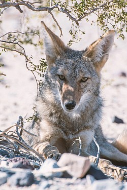 We have coyote early season all the way through till early February you pick the one you want from the fresh caught ones from the local Trappers