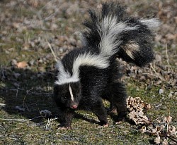 Local Trappers provide multiple choices of colors and styles of skunks Frozen delivered to your door