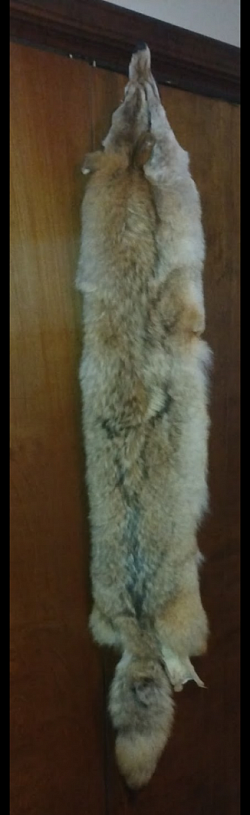 Beautiful soft and wall hanger Western coyote super light colors belly almost pure white